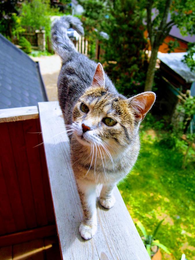 Dziko Hanka Косцелиско Экстерьер фото